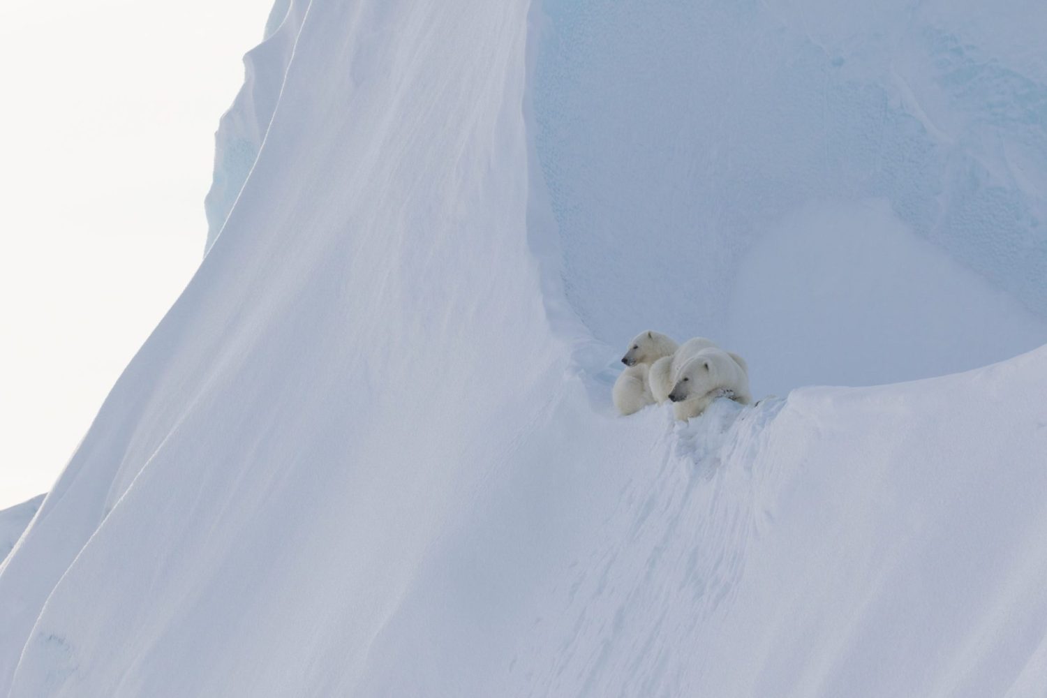 Simple Arcticphoto 8 tips for Arctic wildlife photography | Arctic Kingdom