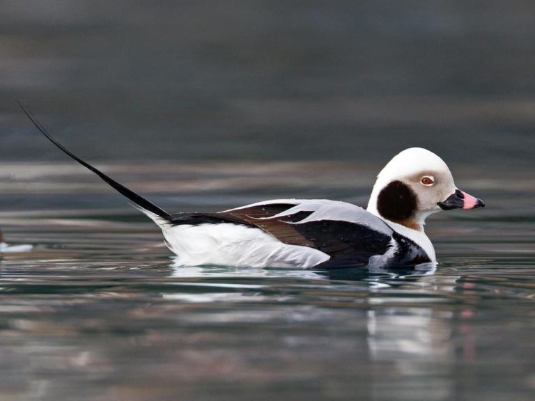 Arctic Birds of the Floe Edge - Arctic Kingdom