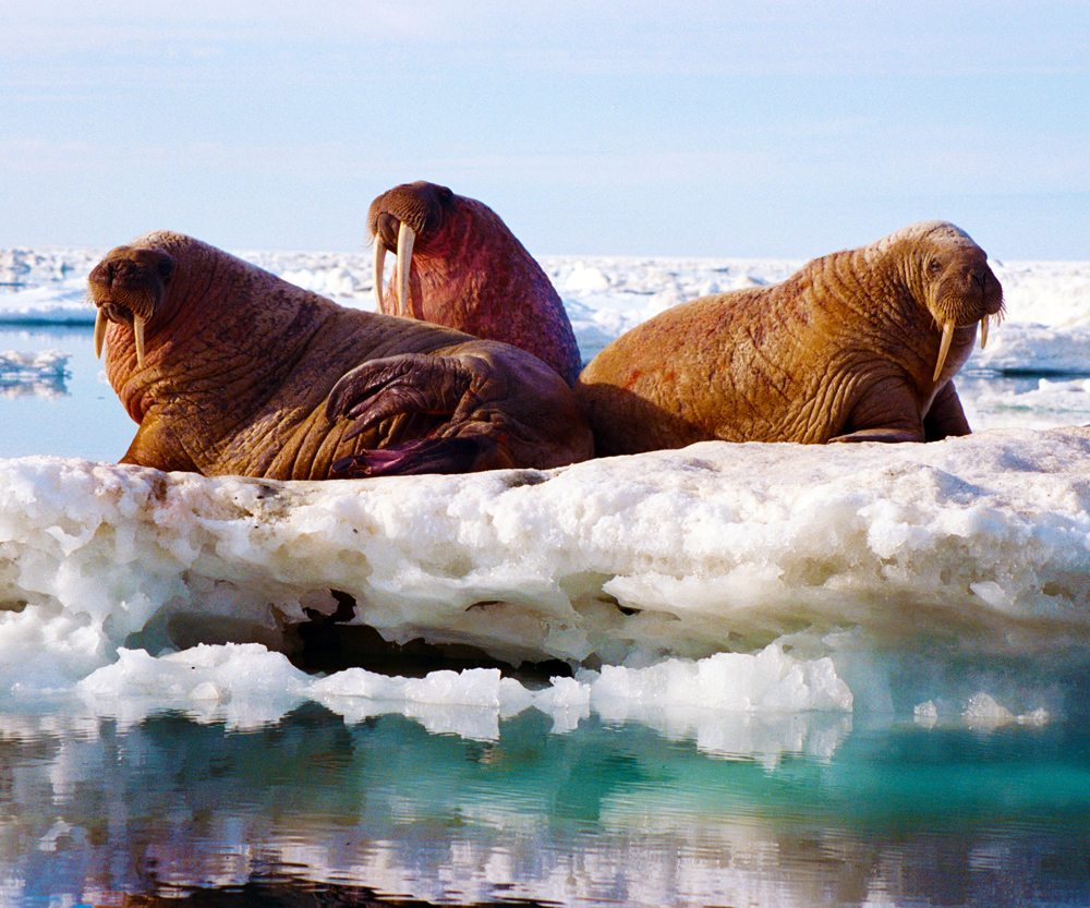 Top 10 Fun Facts About Walrus | Arctic Kingdom
