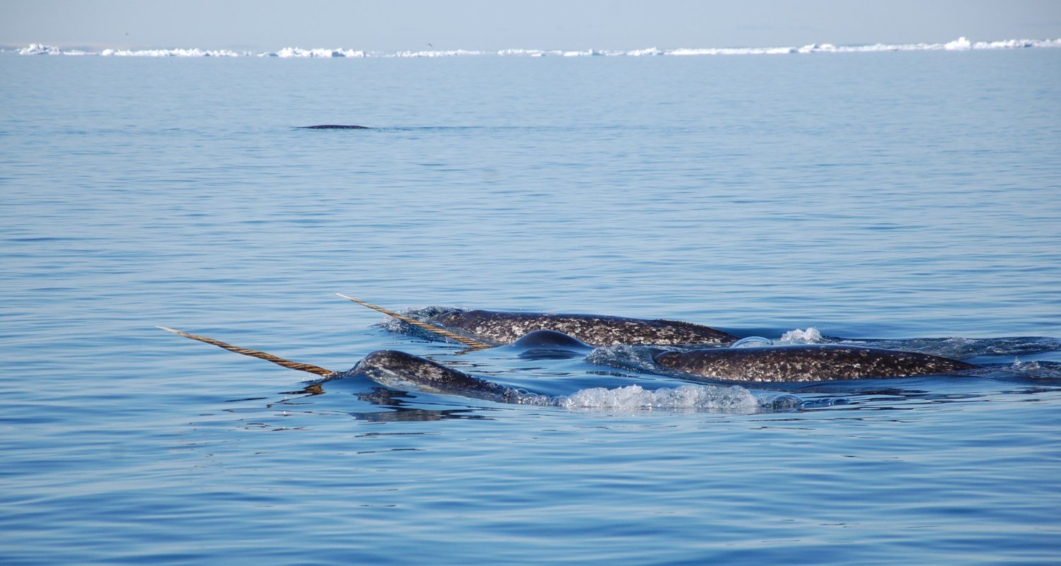 Narwhal Tusk Facts: Did You Know? | Arctic Kingdom