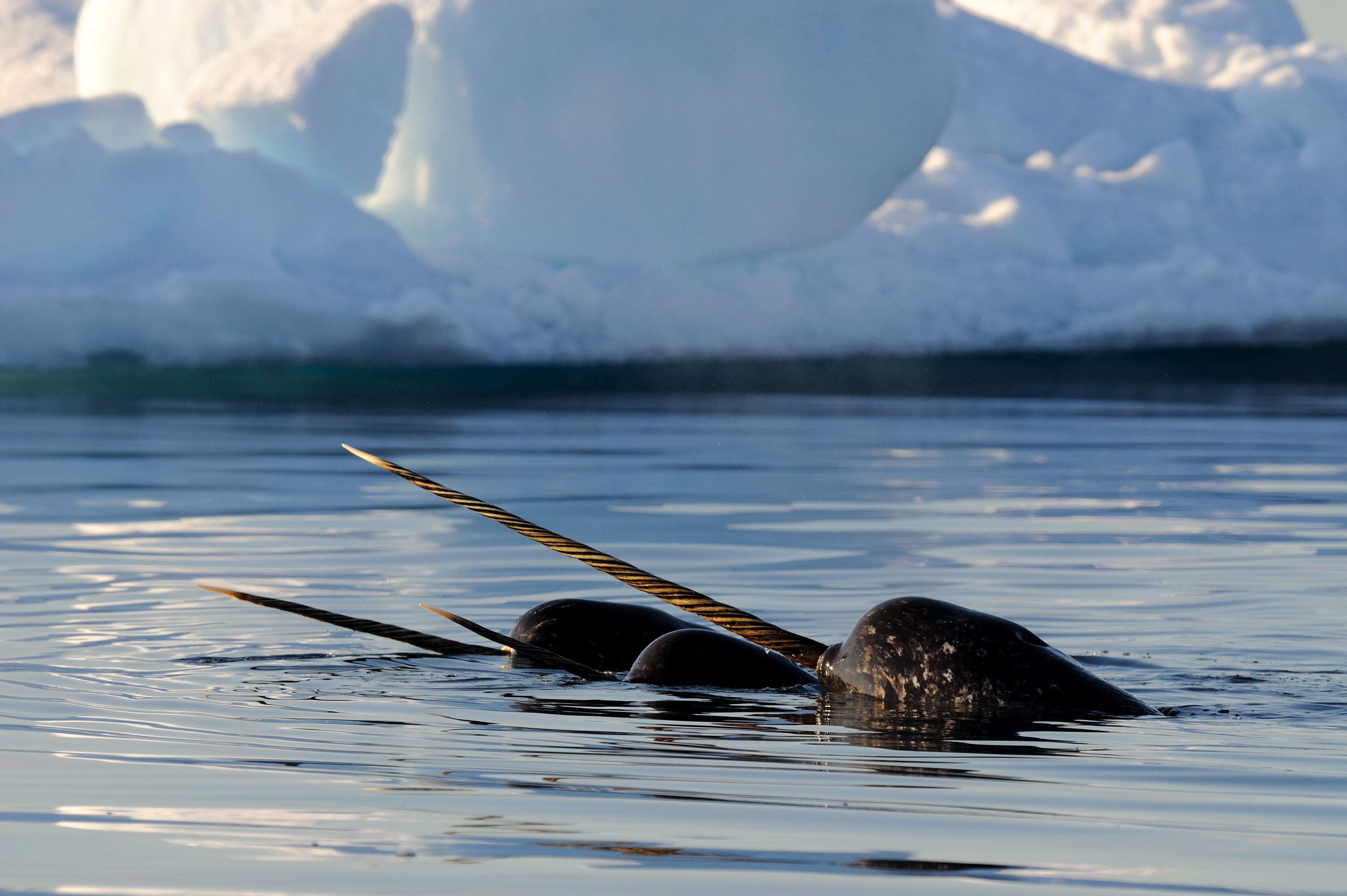 Narwhal Tusk Facts: Did You Know? | Arctic Kingdom