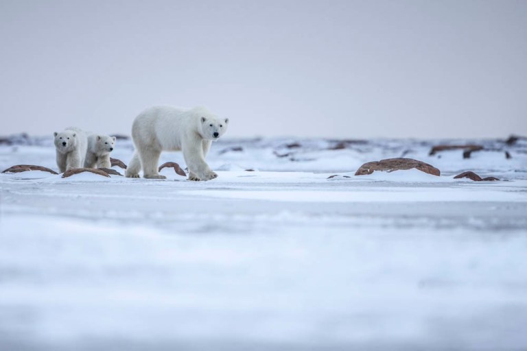 polar bear mother and cub