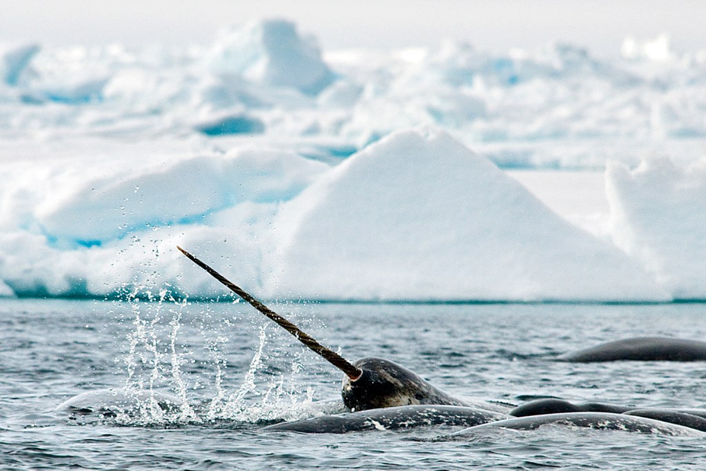 Whales of the Arctic - Arctic Kingdom