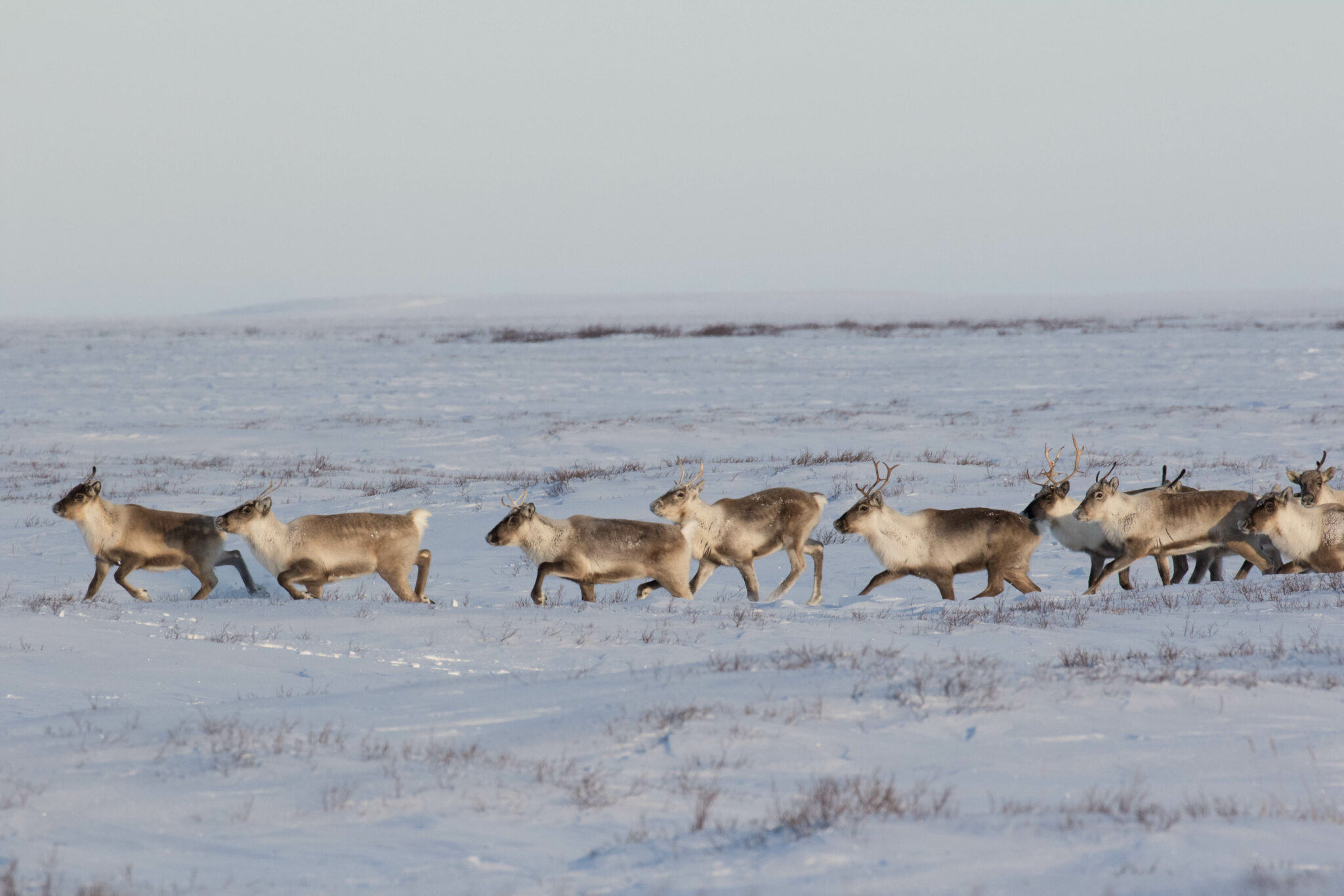 A Reindeer’s Biggest Migration: Santa’s Sleigh