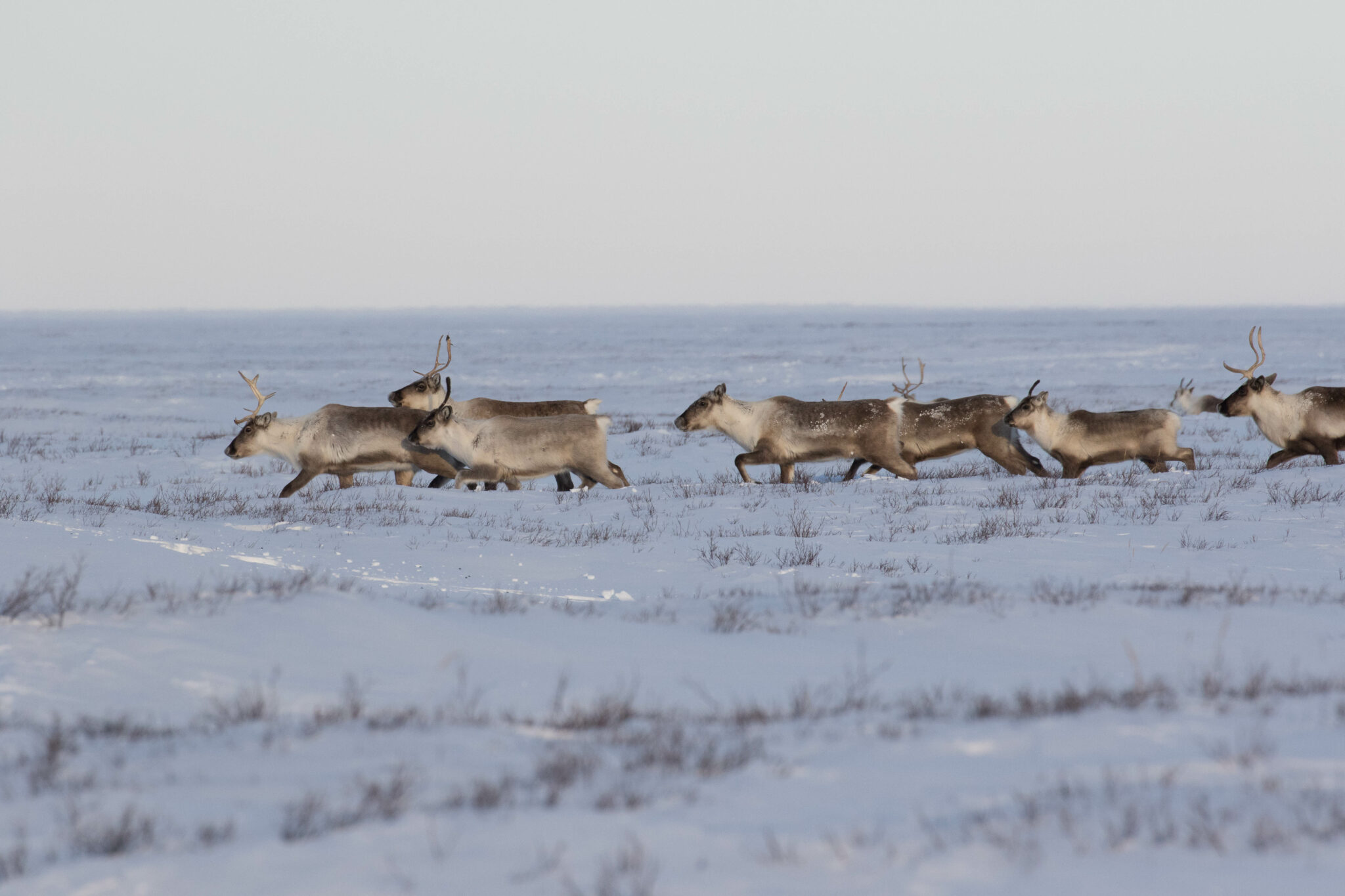 Fast Facts Caribou: Reindeer vs. Caribou - Arctic Kingdom