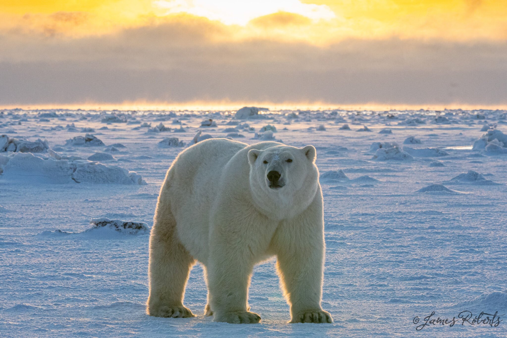 Why Polar Bears Don’t Hibernate Arctic Kingdom