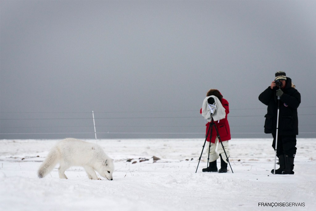 Arctic Safari Canada: Guide to Iconic Wildlife & Landscapes