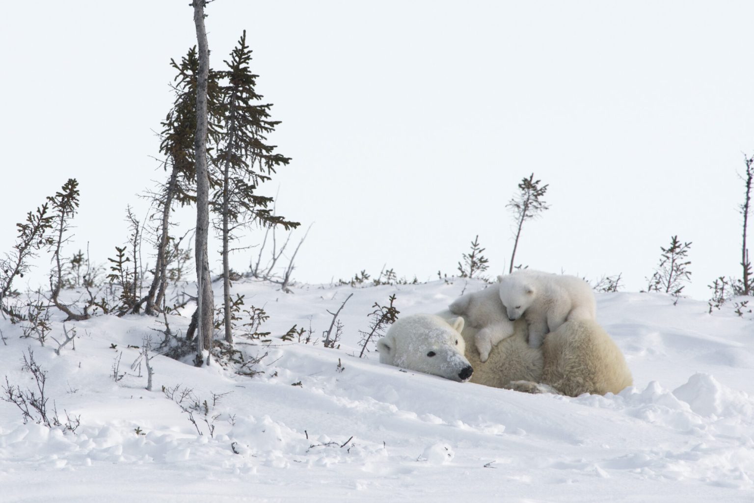 The Polar Bears of Wapusk National Park - Arctic Kingdom