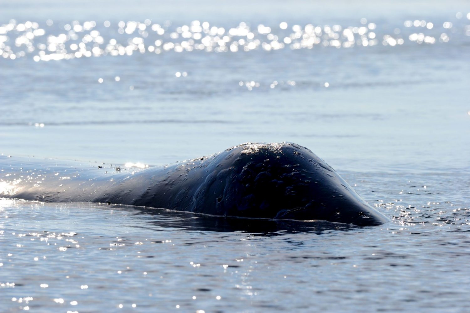 Top 10 Fun Bowhead Whale Facts | Arctic Kingdom