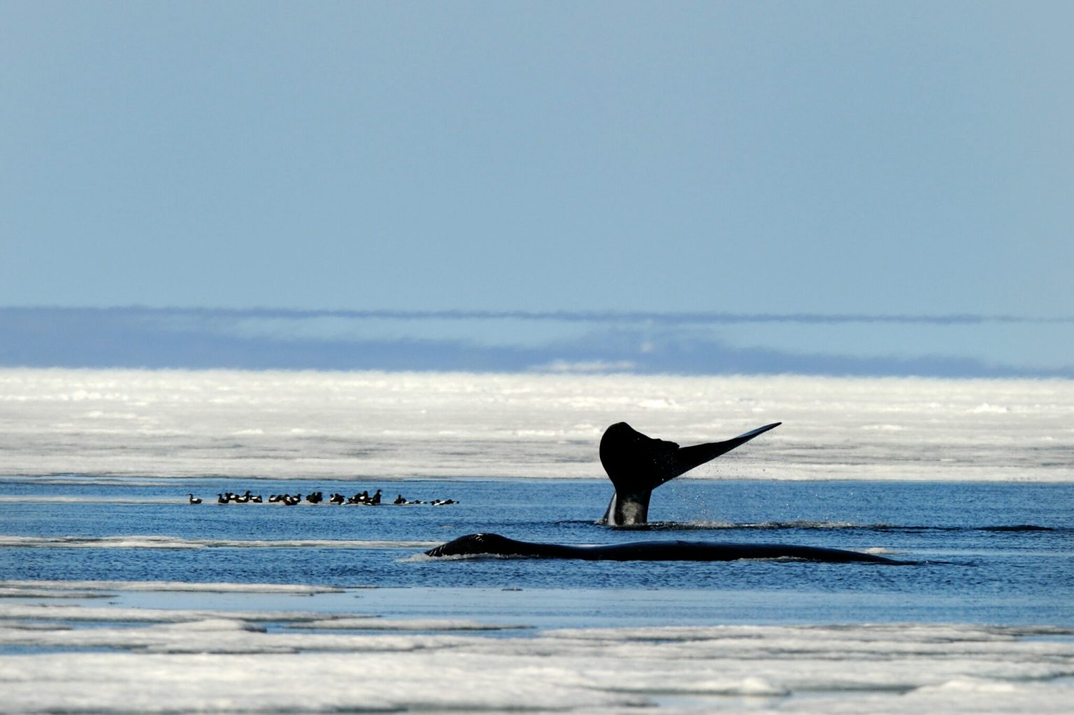 The Mystery of the Oldest Bowhead Whale - Arctic Kingdom