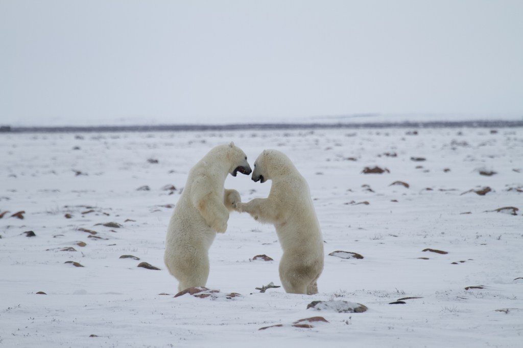 Polar Bear Seasonal Habits & Challenges | Arctic Kingdom