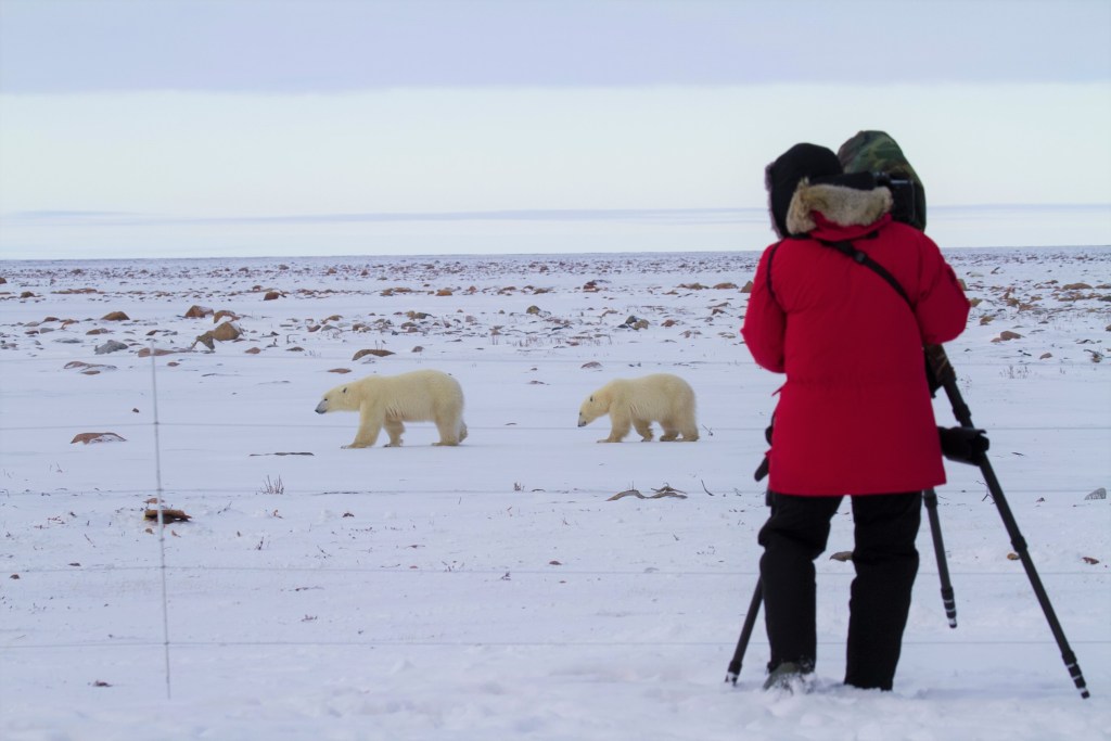 Arctic Kingdom Honoured With The Pioneer Award Arctic Kingdom