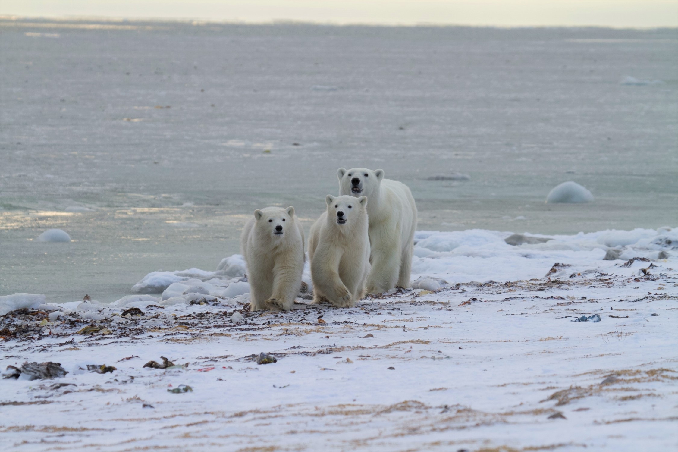 Polar Bear Seasonal Habits & Challenges | Arctic Kingdom