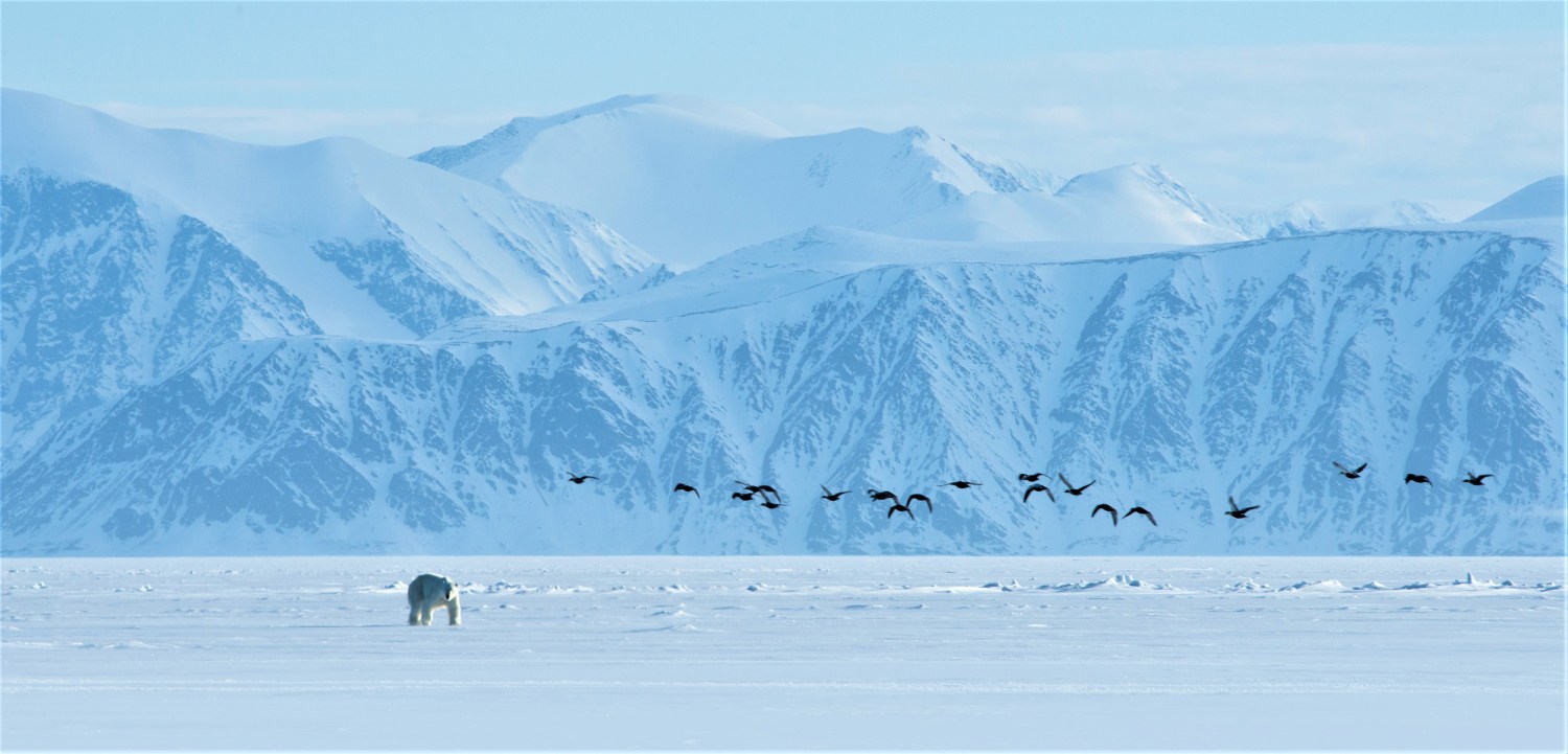 The World's Biggest Hidden Gem: Arctic Cordillera Mountains