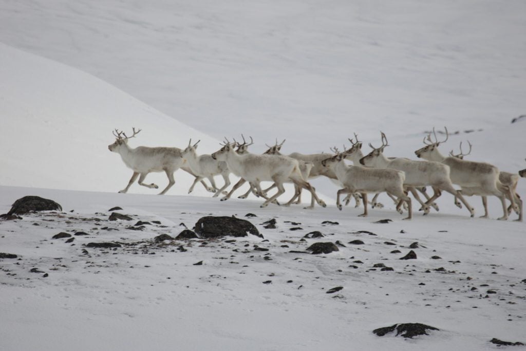 Fast Facts Caribou: Reindeer vs. Caribou - Arctic Kingdom