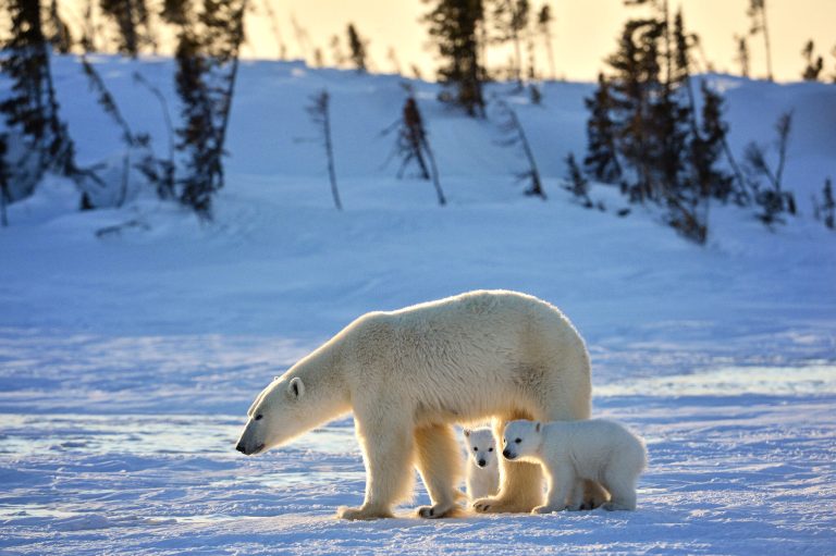 Newborn Polar Bear Cubs Are Emerging Soon! - Arctic Kingdom