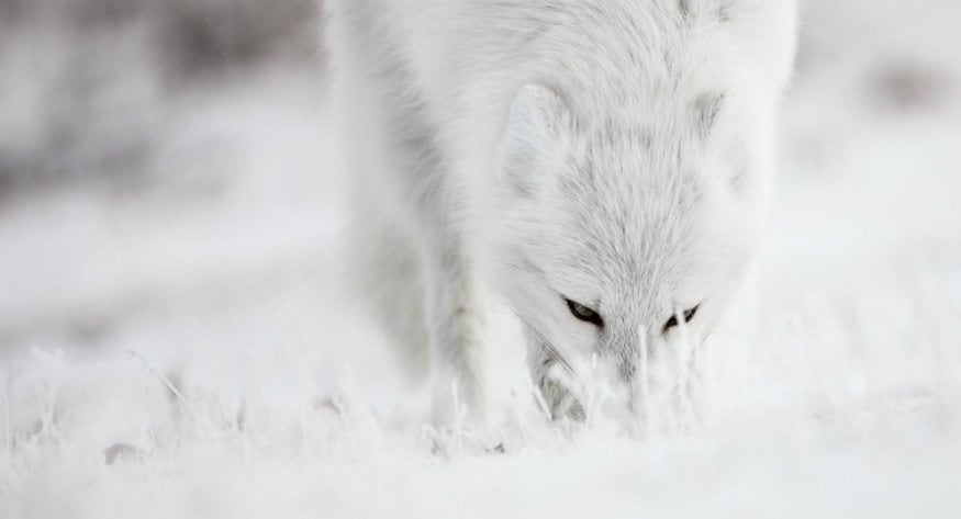 10 Fun Facts About The Arctic Fox | Arctic Kingdom