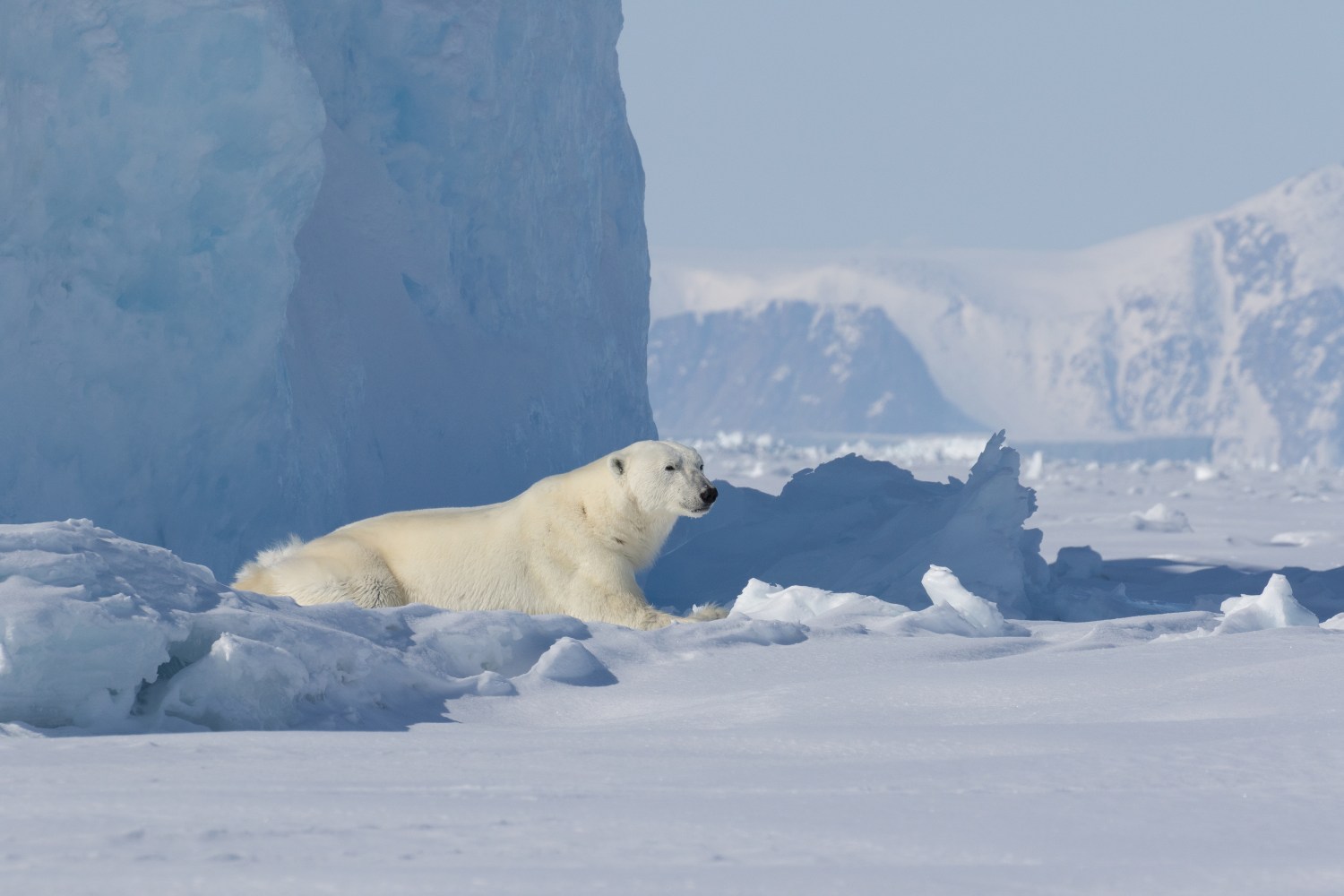 Polar Bear Seasonal Habits & Challenges Arctic Kingdom