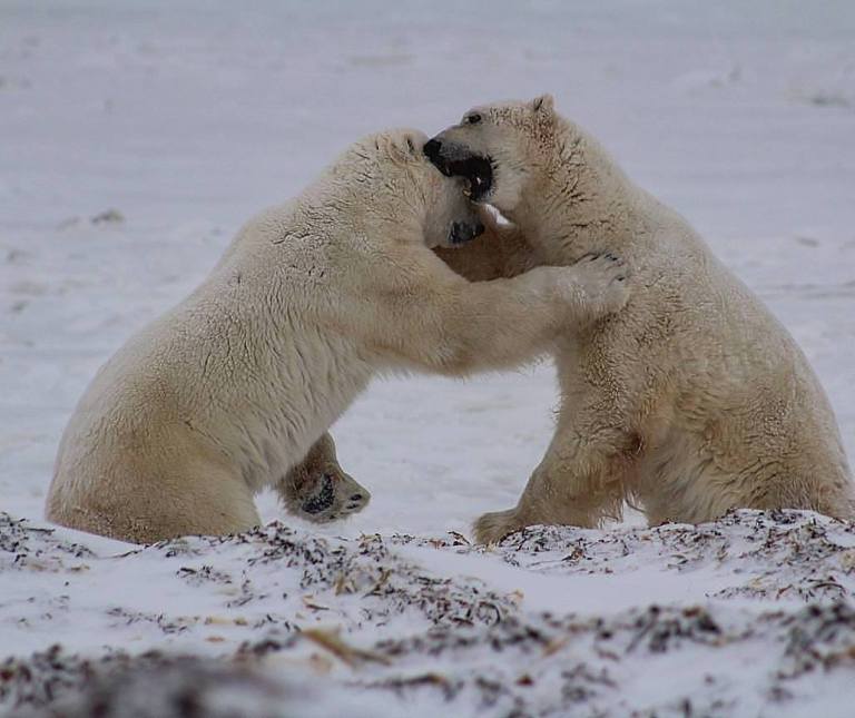 Polar Bear Migration - Arctic Experience - Arctic Kingdom