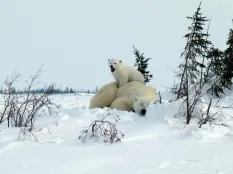 Lynette-Reid_Polar_bear_cubs_Canada-2011-273