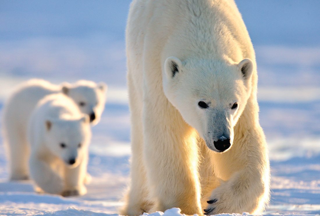 polar bear and cubs