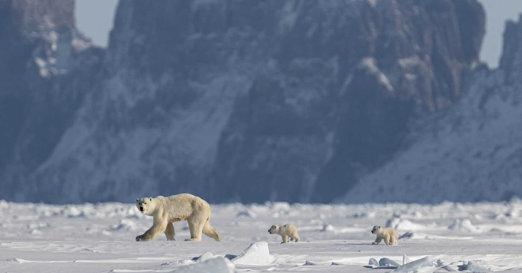 a polar bear mother and her cubs