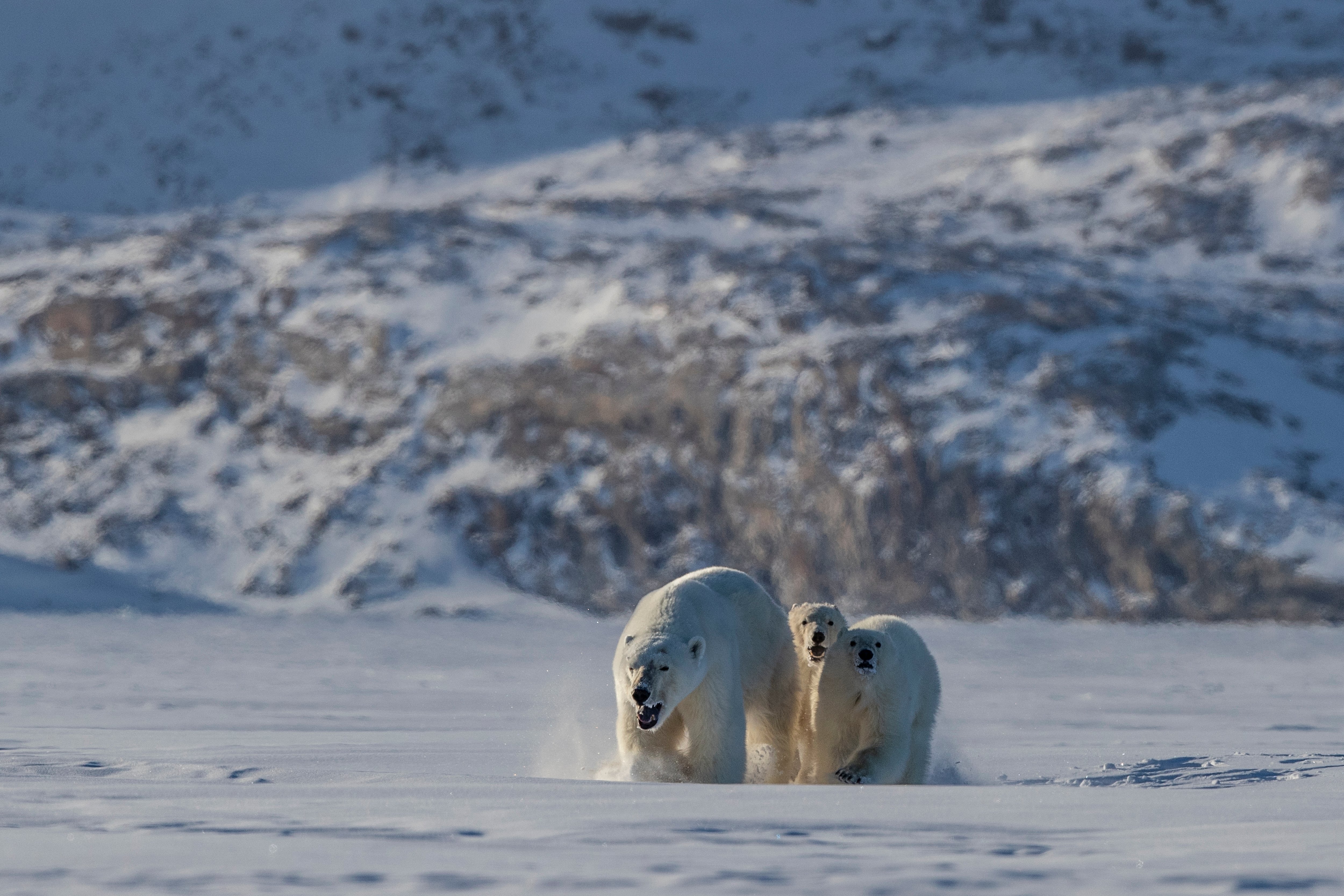 Polar Bears in the Arctic