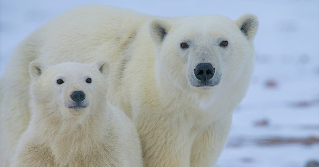 two polar bears