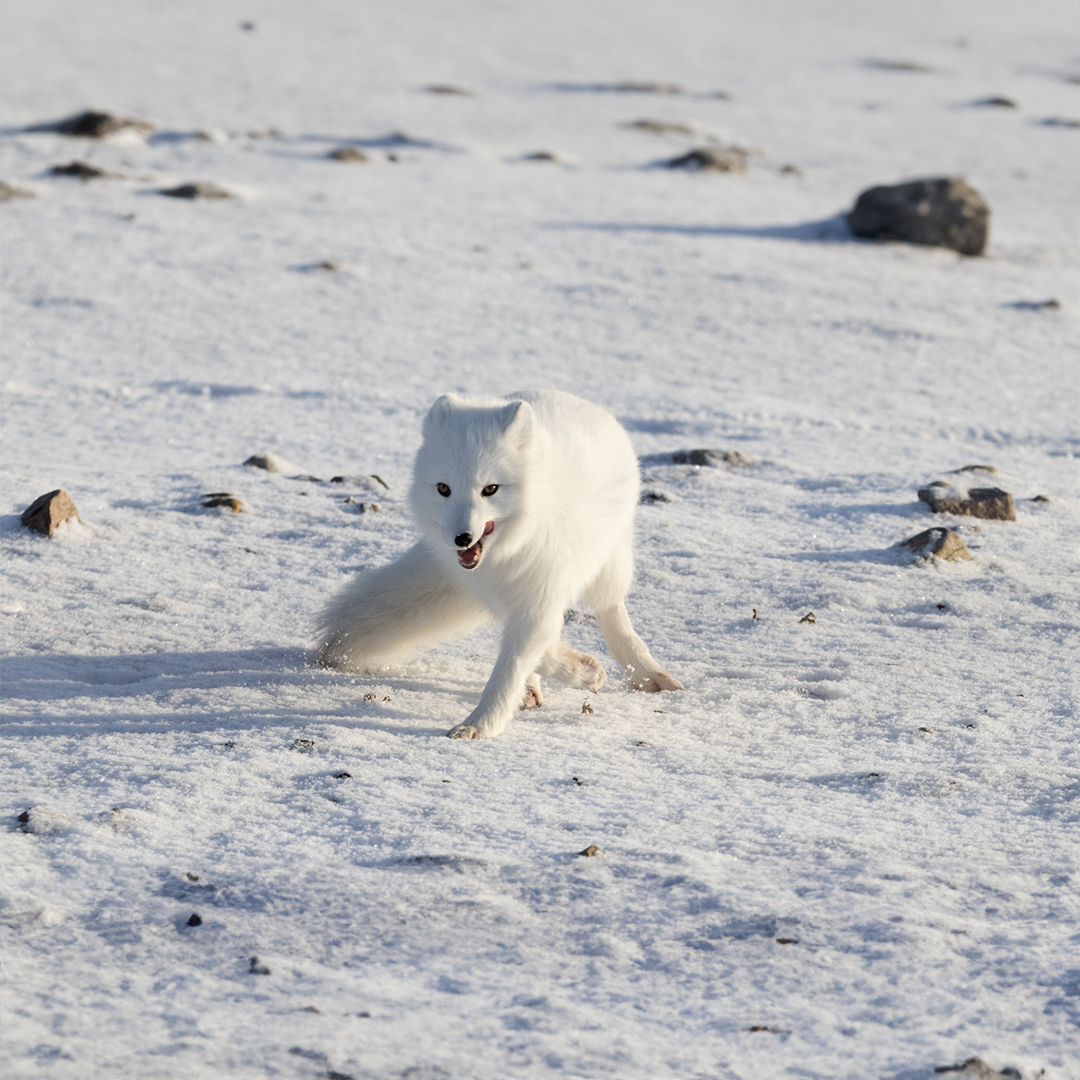 Arctic Fox