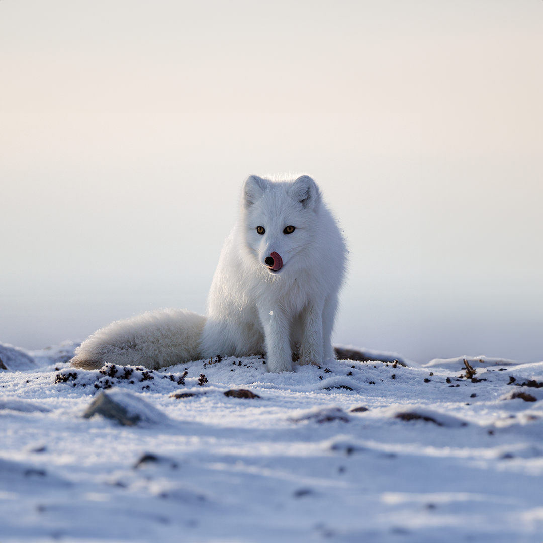 Arctic Fox