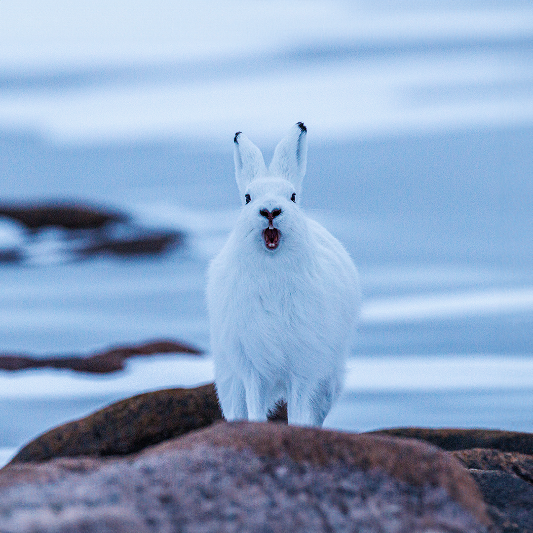 Arctic Hare