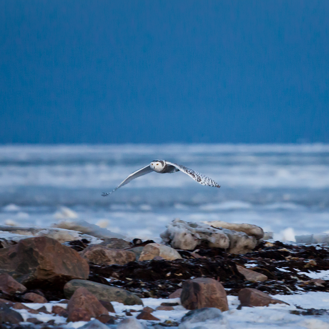 Arctic Owl