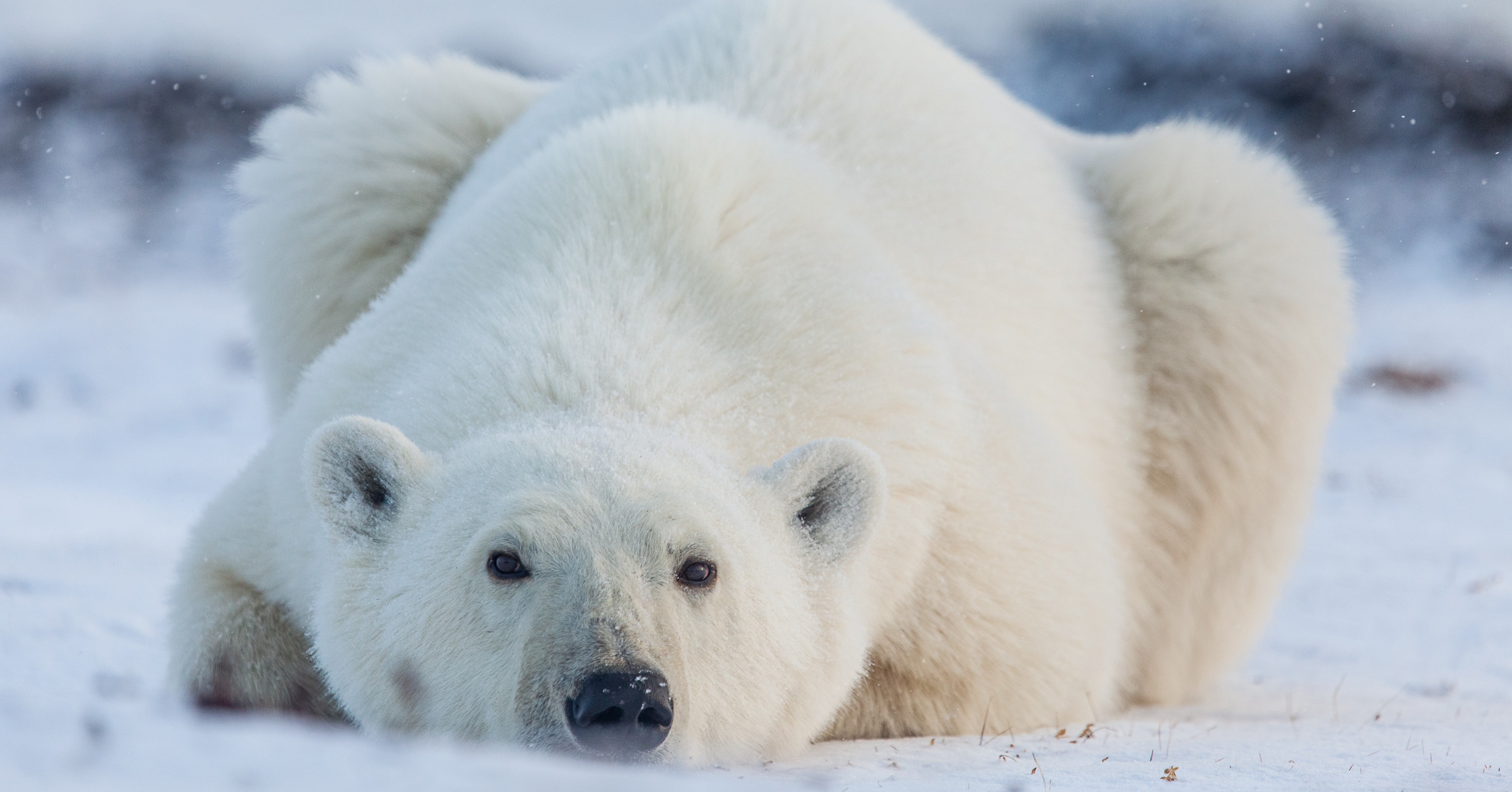 polar bears in north and south pole