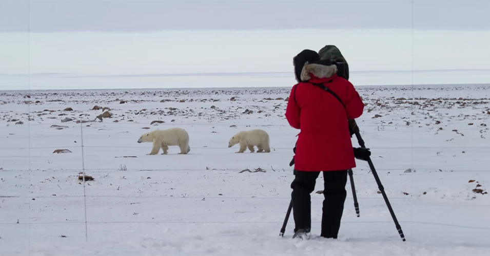 photographer with bears